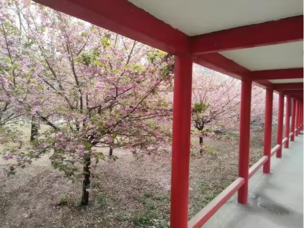 【文韵三星】樱花之美 生命之悟