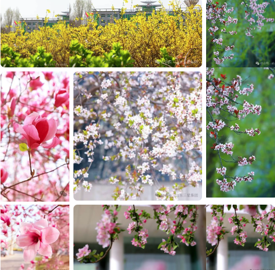 【春满三星】春色盈庭绘美景 芳华满目启新程