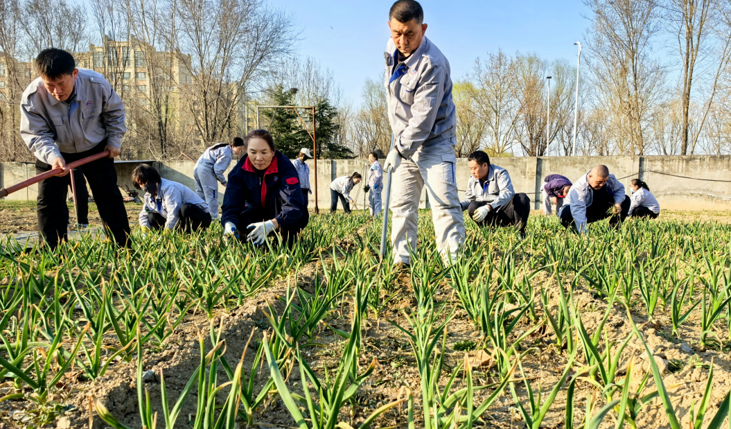 别样植树节：厂区菜园里的“绿色耕耘”